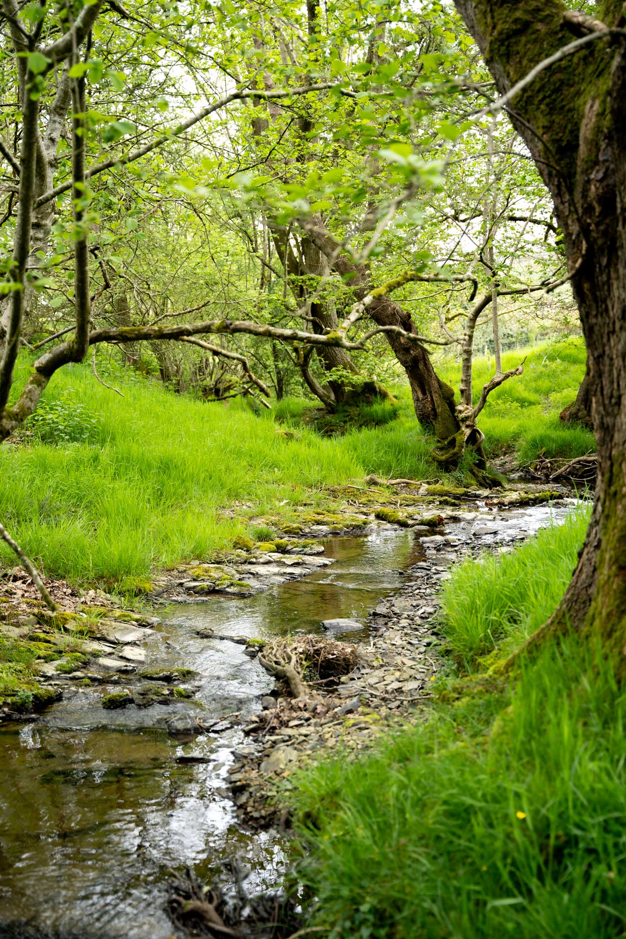 Area - Oakwood Valley Lodges