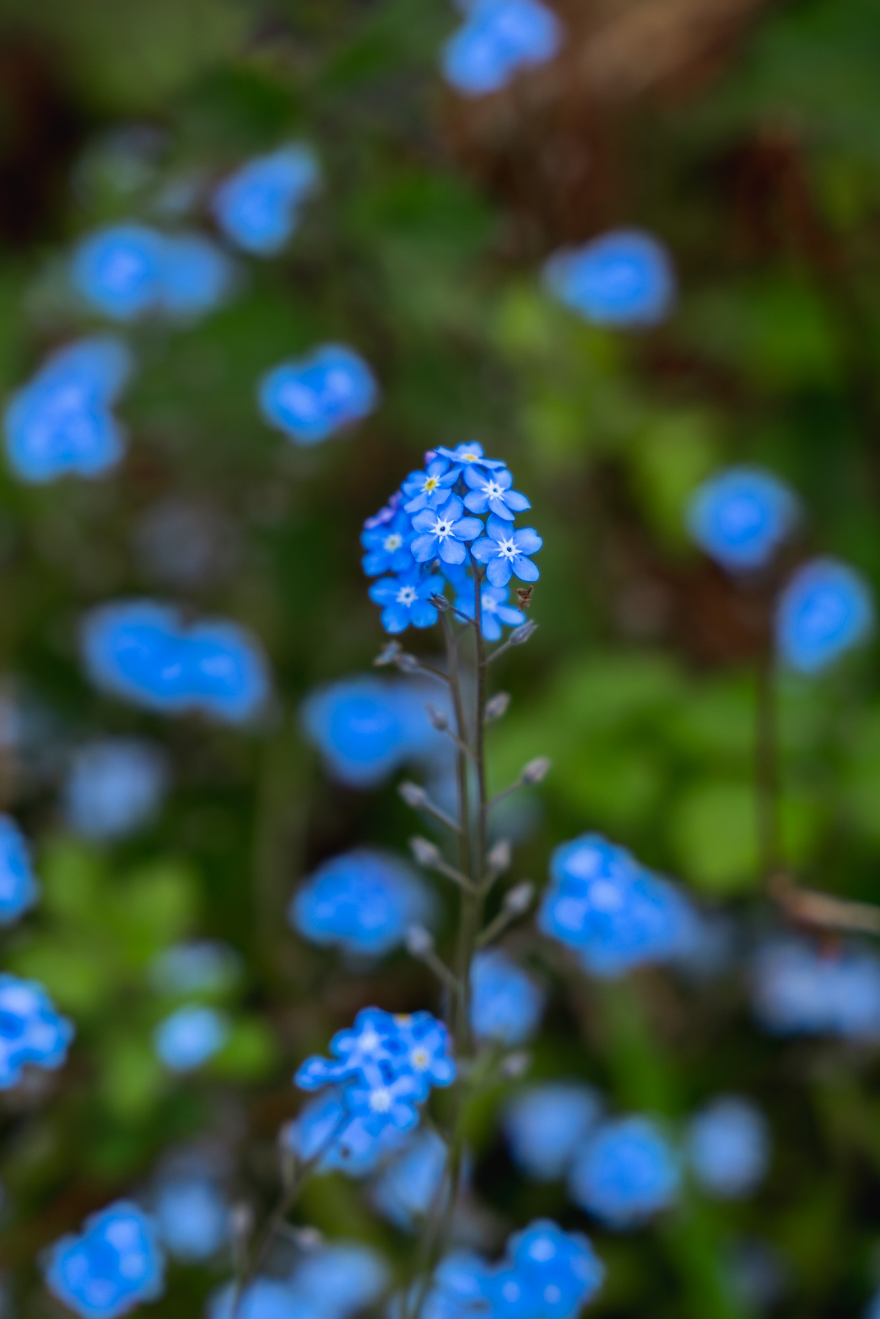 Flowers | Oakwood Valley Lodges