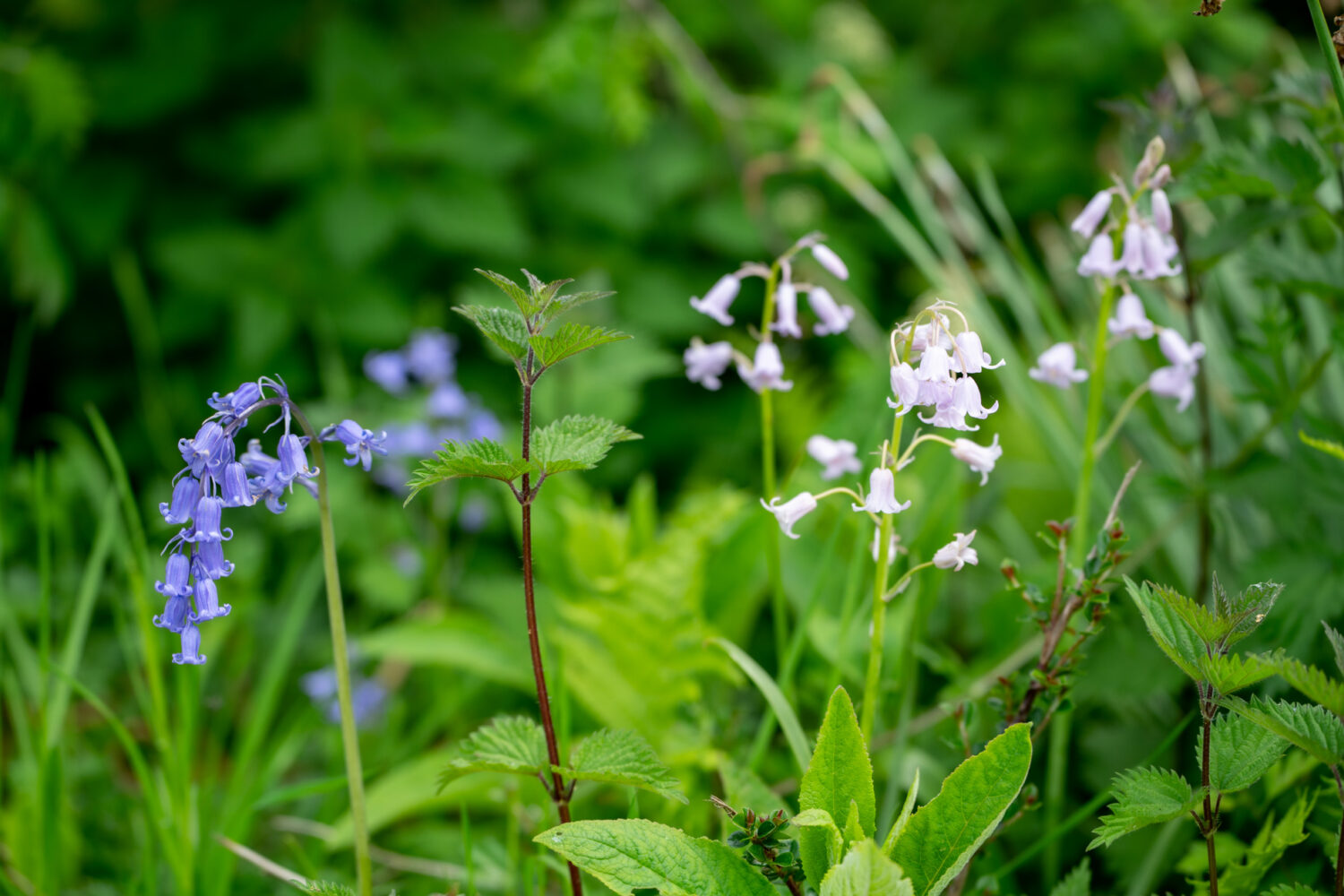 Nature Flowers | Oakwood Valley Lodges