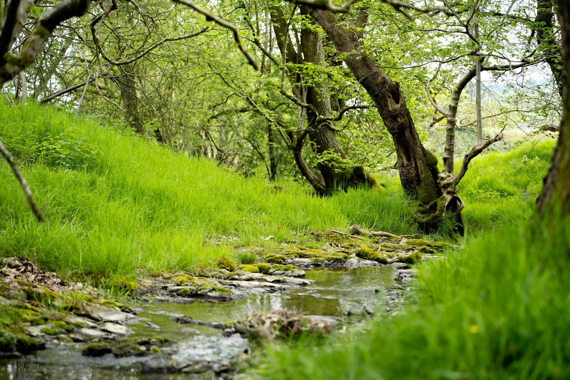 Stream | Oakwood Valley Lodges