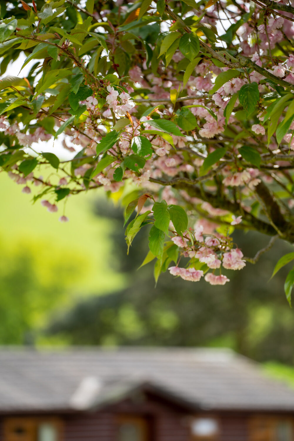 Trees | Oakwood Valley Lodges