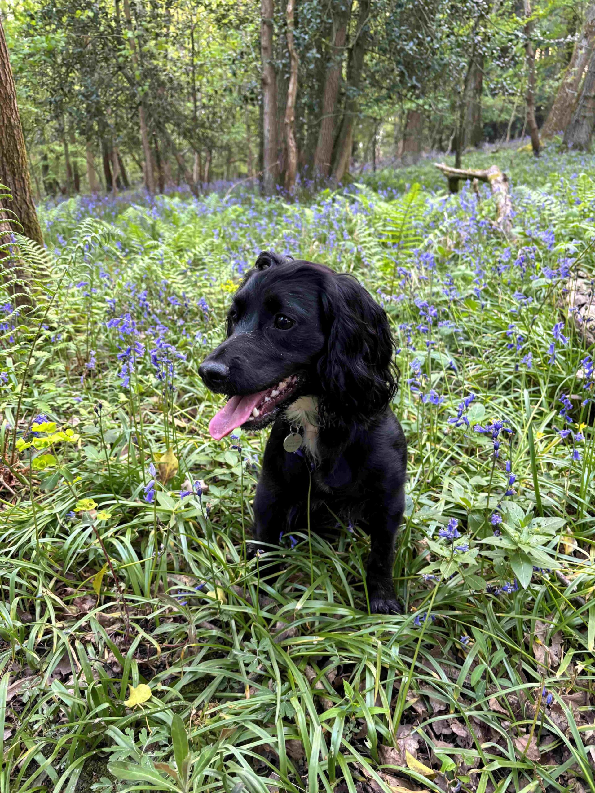 Top Dog-Friendly Walks around Mid Wales