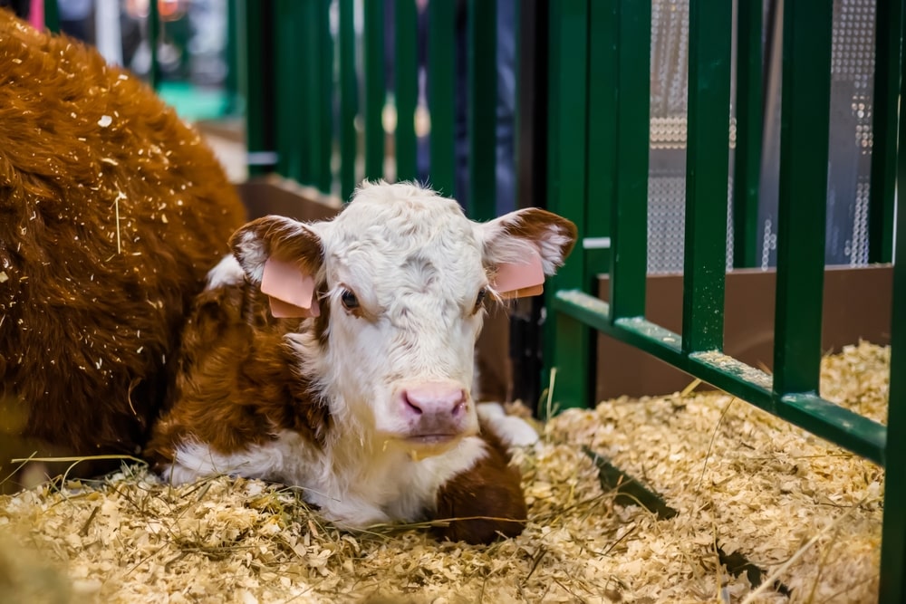 Country Fun at the Royal Welsh Show