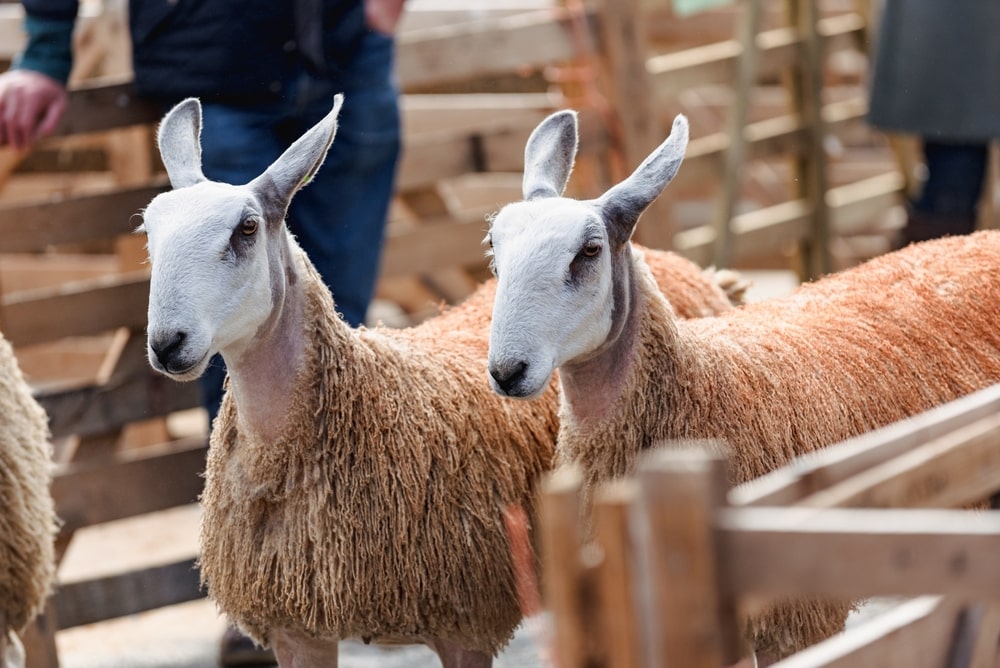 Celebrate Rural Life at the Berriew Show