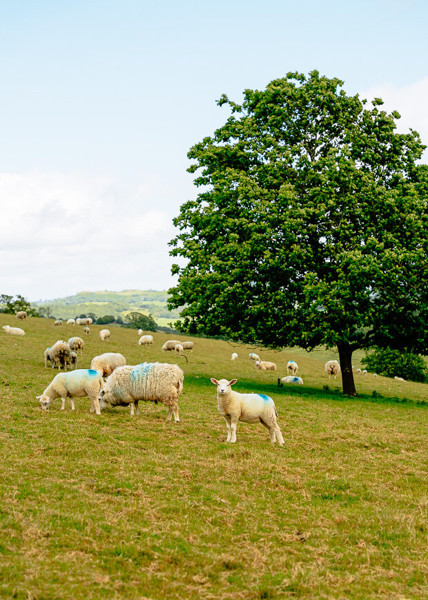 Welsh Countryside | Sheep | Oakwood Valley Lodges