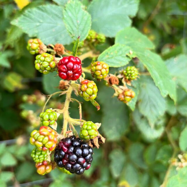 Signs of summer in every hedgerow 🍇🌿 The wild blackberries are nearly ripe – ready for a sweet countryside wander here in #MidWales

#Countryside #WildWales #SummerHedgerows #CountrsideEscape #RuralRetreat #NatureEscape #BlackberrySeason #NatureOnYourDoorstep #WalesWalks #HolidayPark #Welshpool #Blackberries