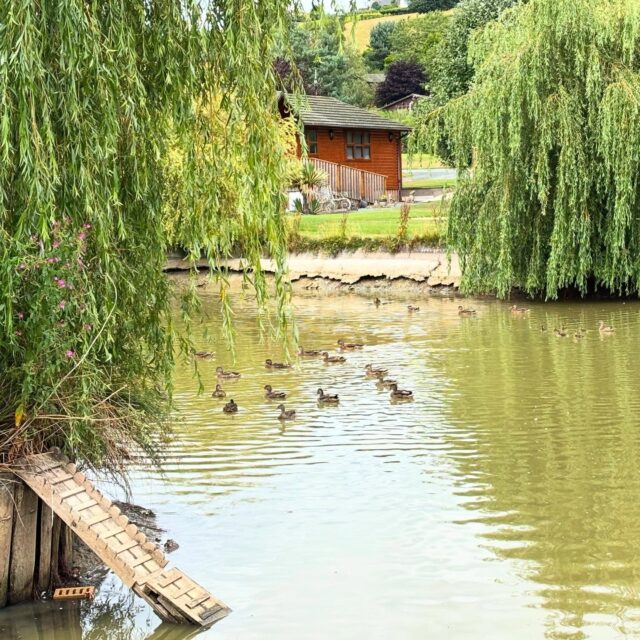 A few feathered locals enjoying the views 🦆🐥

#Ducks #Ducklings #MidWalesWildlife #SereneScenes #UKWildlife #NatureOnYourDoorstep #HolidayLodgePark #LodgeGetaway #NatureRetreat #HolidayInWales #CouplesRetreat #Welshpool #UnwindTogether