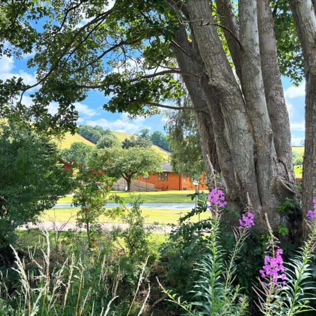 🏡Your holiday hideaway, tucked between hills and trees

#MidWalesRetreat #CountrysideEscape #HolidayHideaway #LodgeLife #NatureGetaway #UKStaycation #WalesHoliday #CountryLodge #TranquilViews #PeacefulEscape #HillsideHaven #NatureLoversRetreat #VisitWales #CountrysideBreak #ScenicStay #Welshpool #HolidayPark #WilliamsLeisure