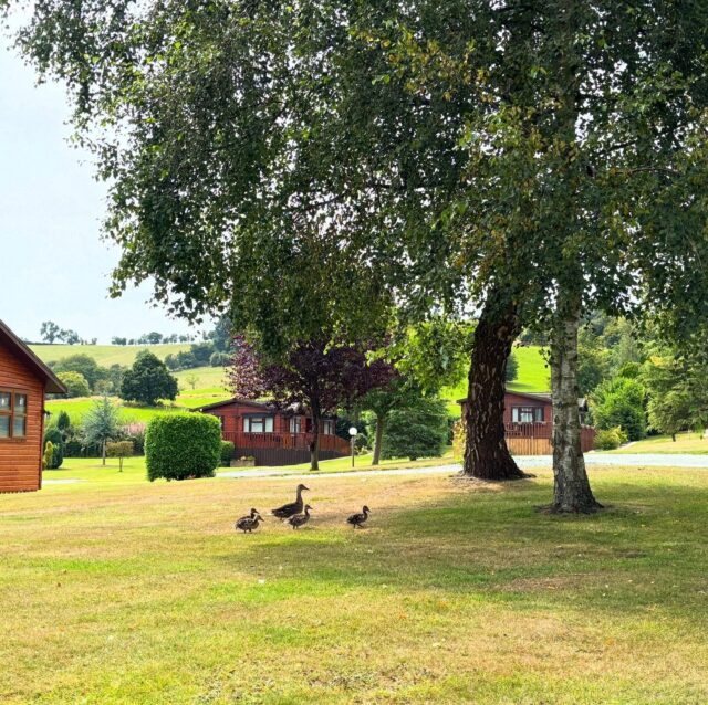 Our feathered residents leading the way to a slower pace of life 🦆🐣

#Ducks #Ducklings #Welshpool #HolidayPark #MidWales #MidWalesEscape #HolidayParkLife #LodgeLife #NatureLoversUK #NatureOnYourDoorstep #VisitMidWales #WildlifeWatch #PeacefulGetaway #CountrysideRetreat #NatureRetreat #UKStaycation